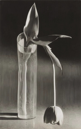アンドレ・ケルテスによる白黒写真で、花瓶に入ったチューリップが写されている